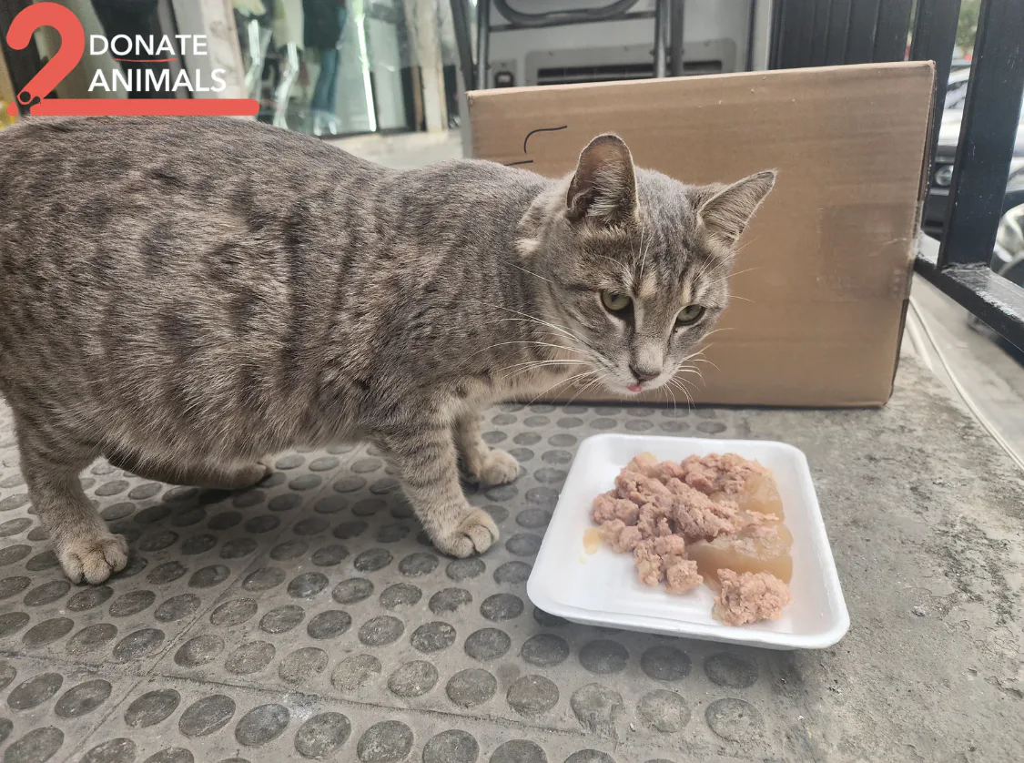 Withdraw Ethereum from an exchange to stray cats general