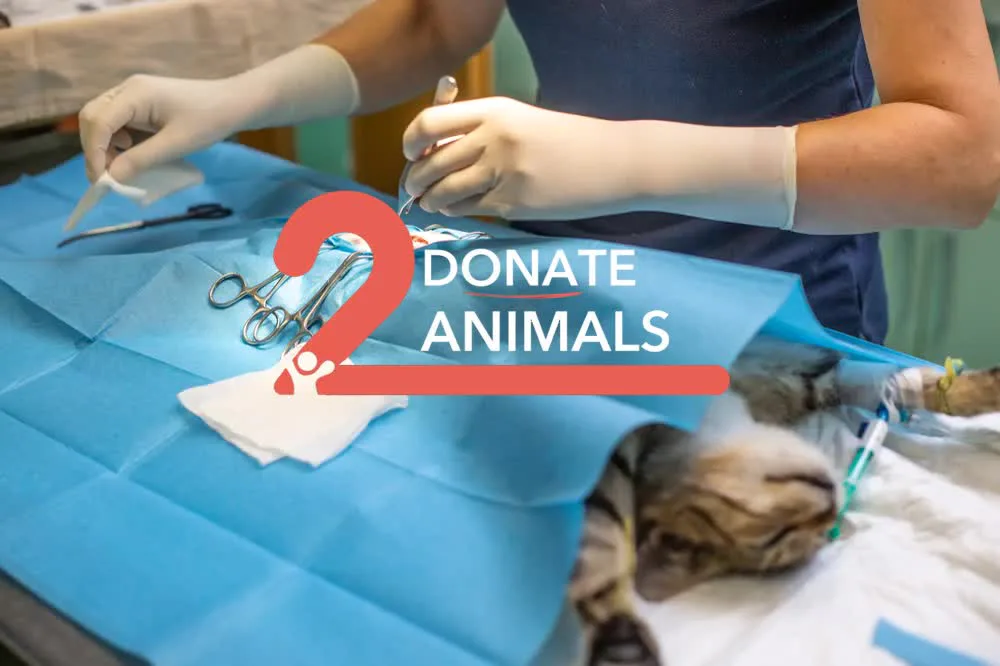 Donate 2Animals — animal in our care