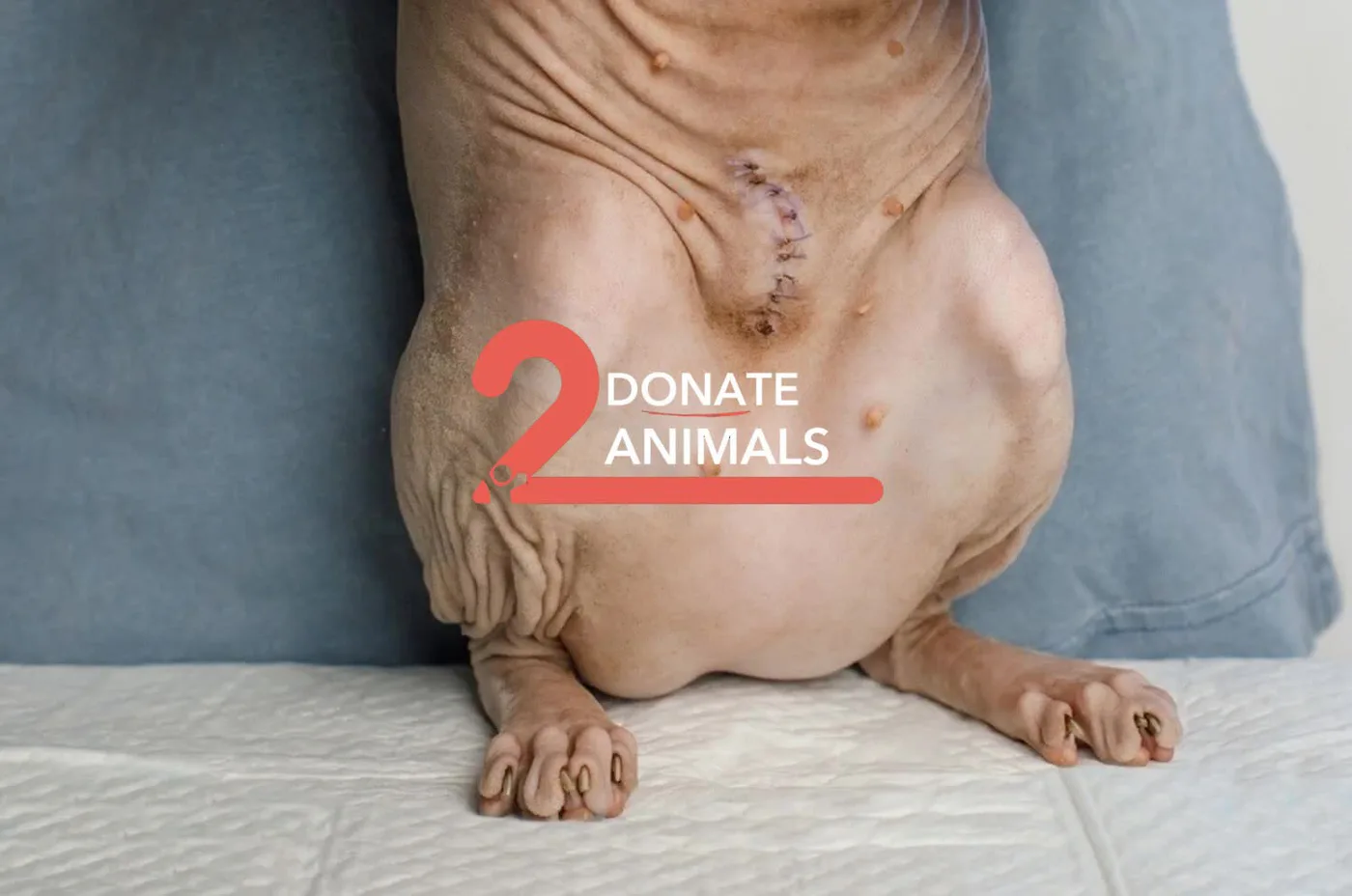 Donate 2Animals — animal in our care