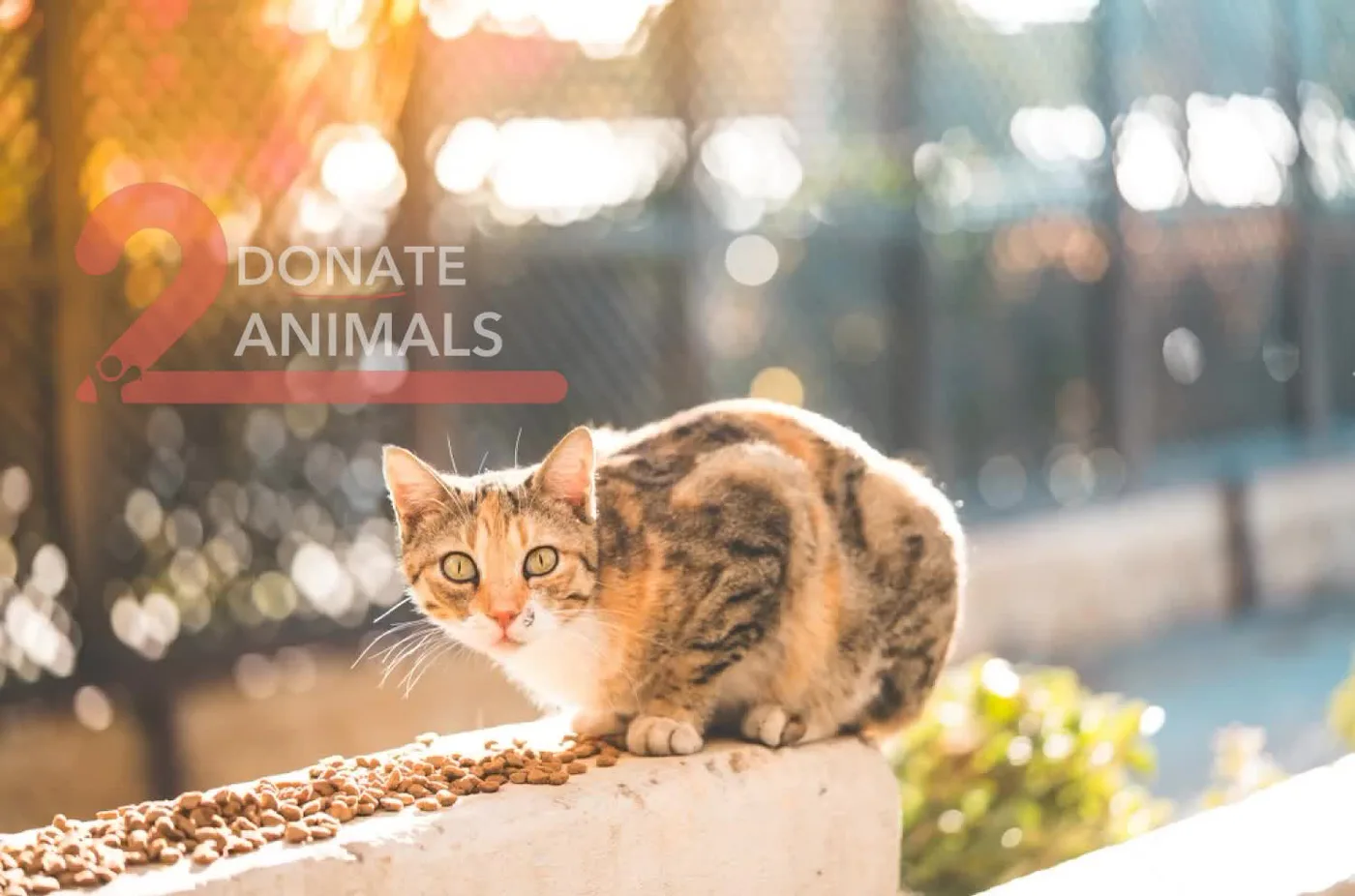 Stray cat or dog helped by donations