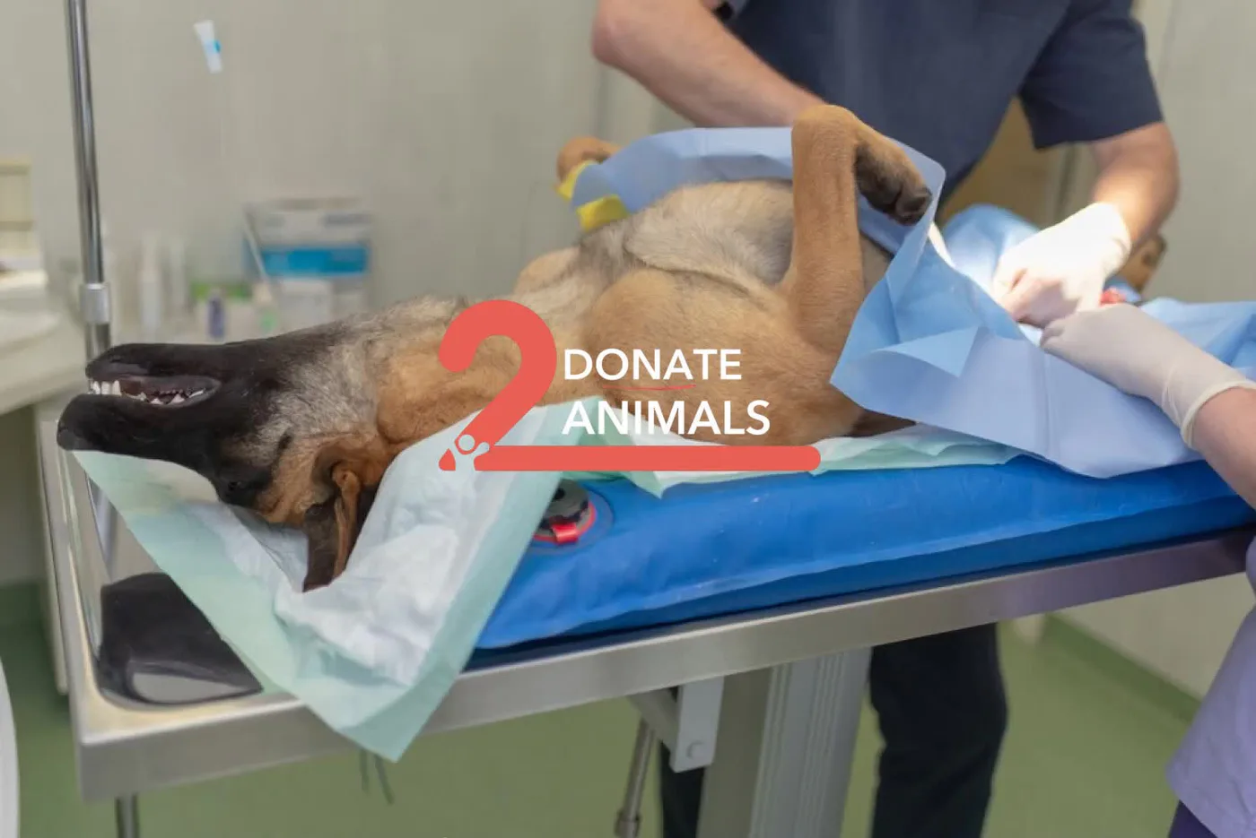 Donate 2Animals — animal in our care