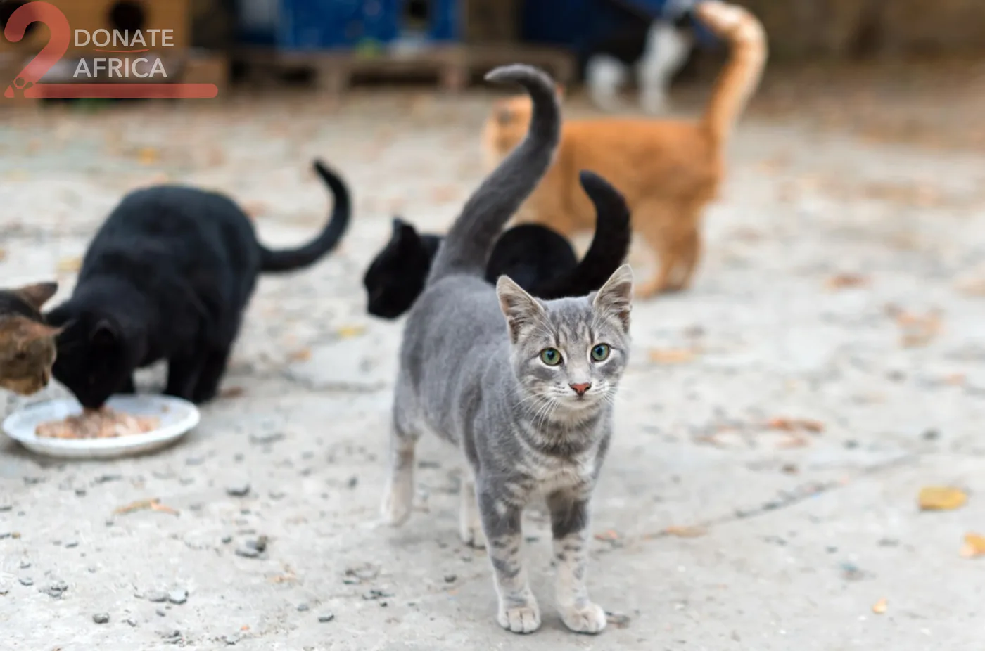 Donate crypto from your phone to street animals rescue
