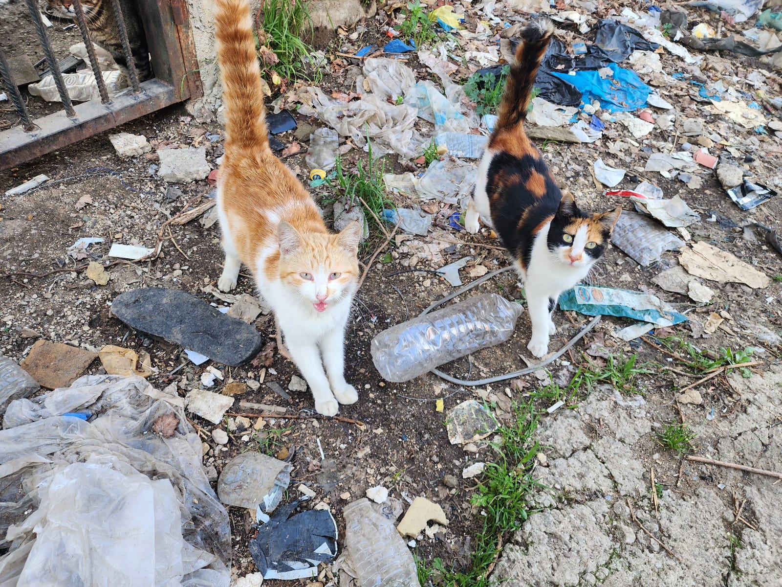 Donate To Animals Rescue With Crypto