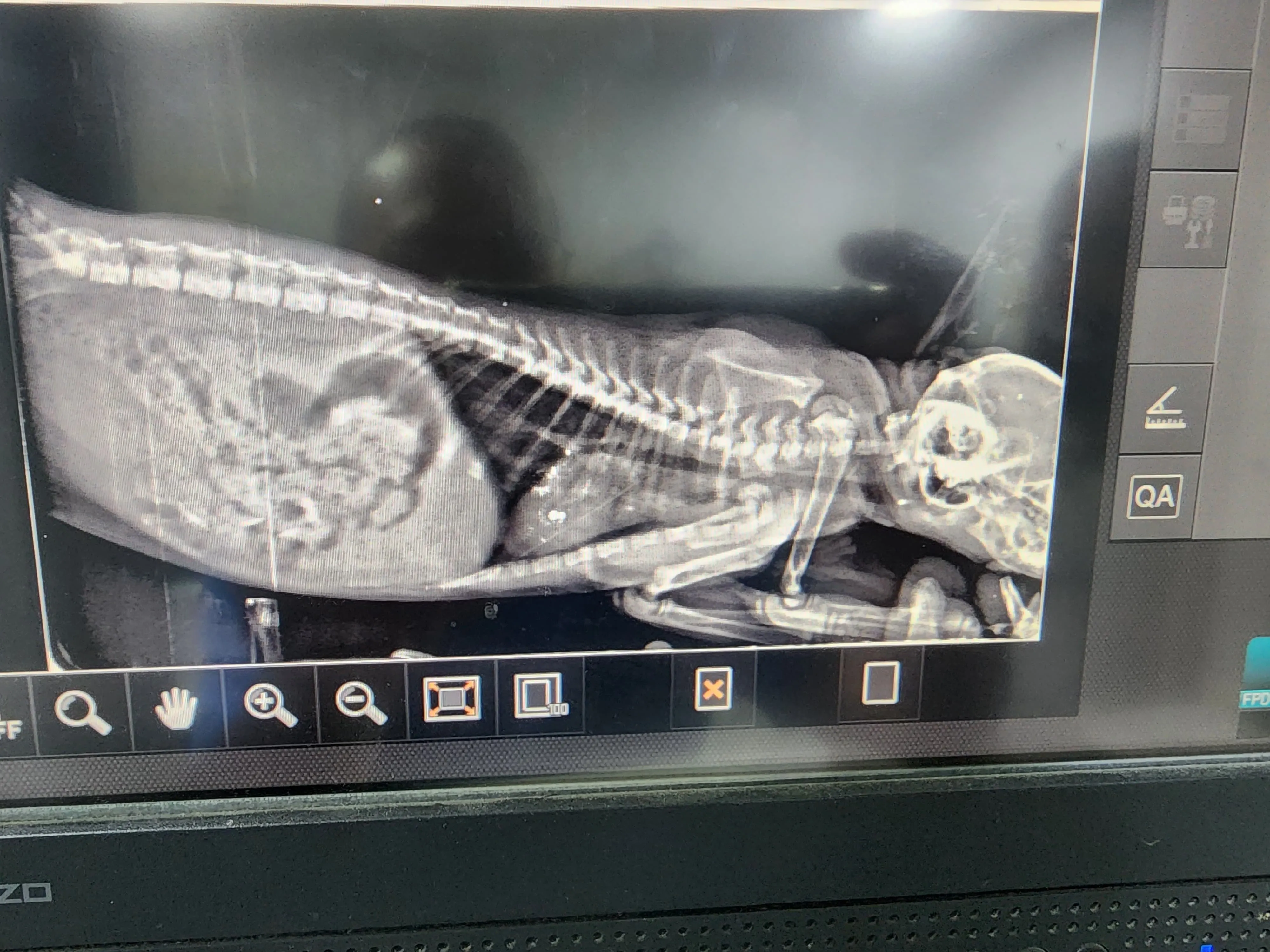 Donate to Surgical Operations for pets