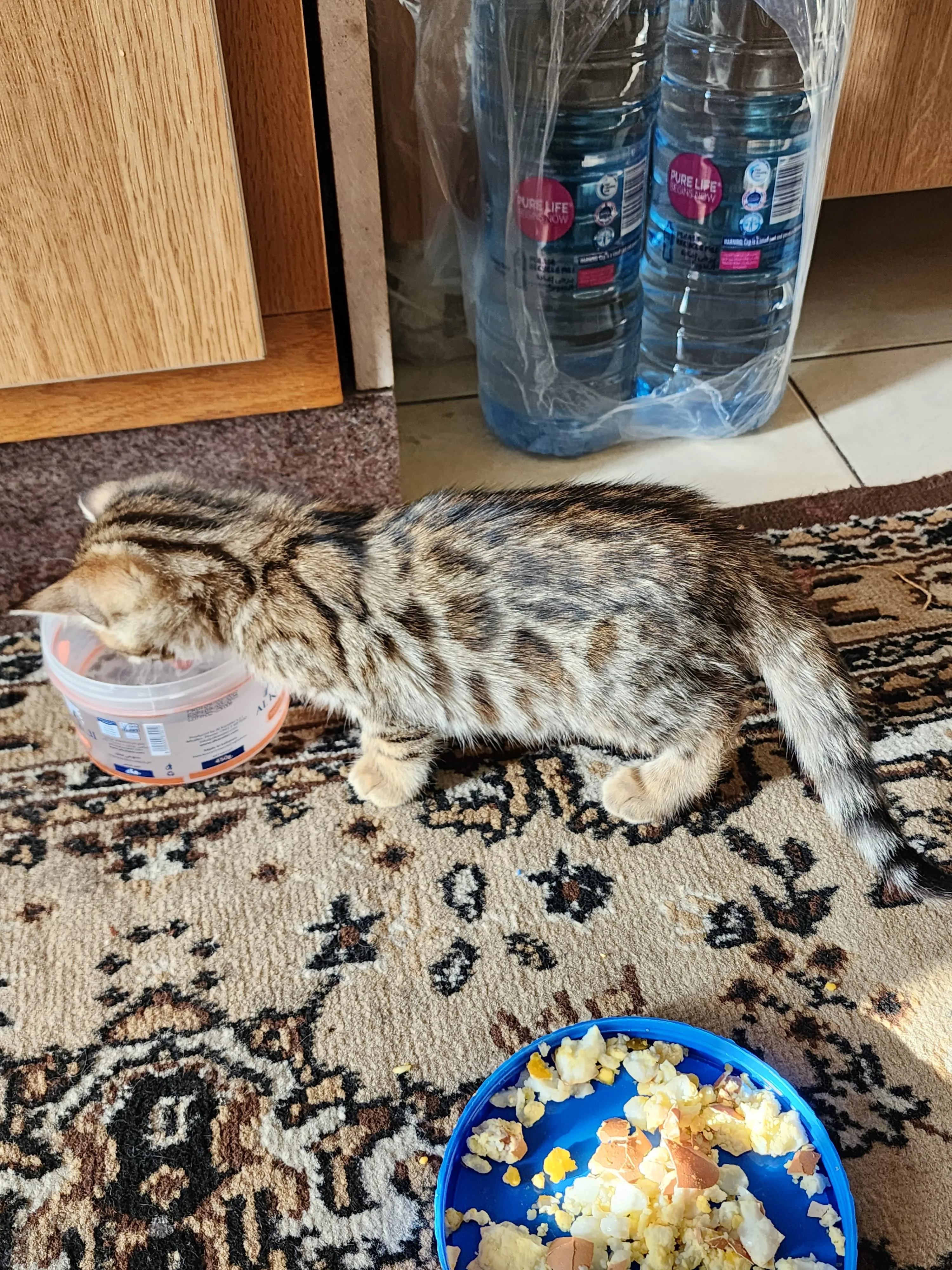 Donate to Surgical Operations for pets