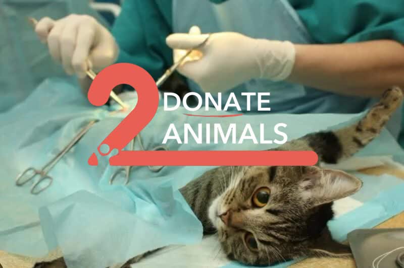 donate2animals Donate to Spay Neuter Campaigns