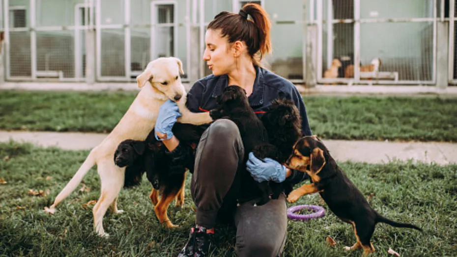 donate2animals