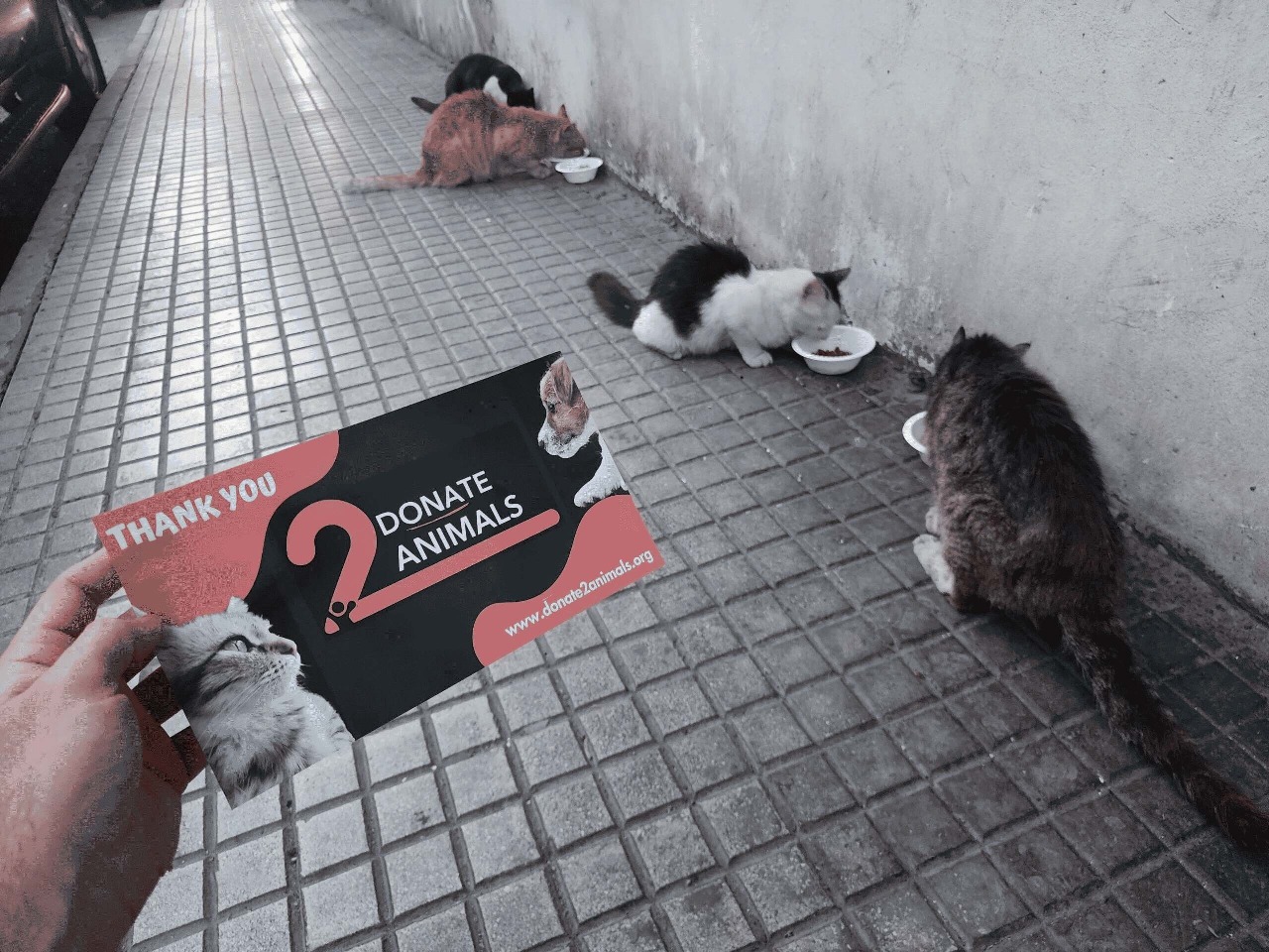 Donate to animals with crypto